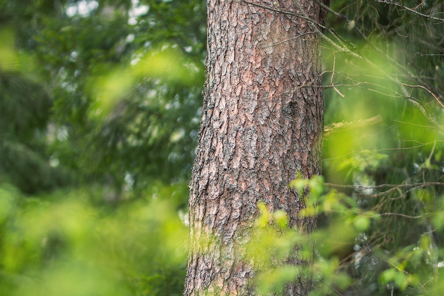 Slow-growing pine