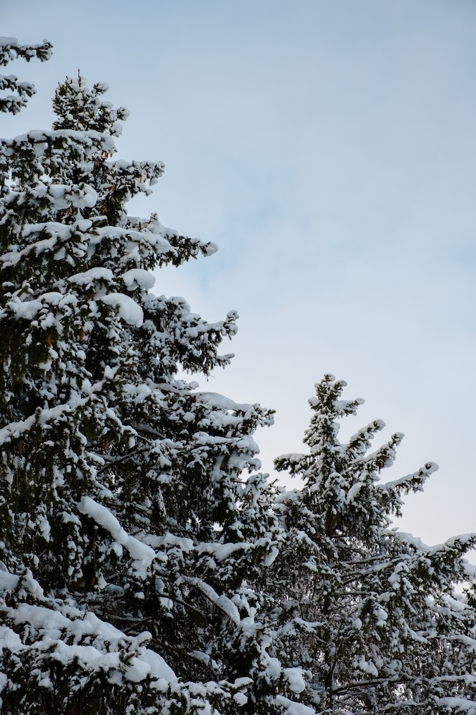 Pines with snow